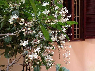 Hoa Ngọc Minh Châu | Loài hoa của tài lộc, may mắn